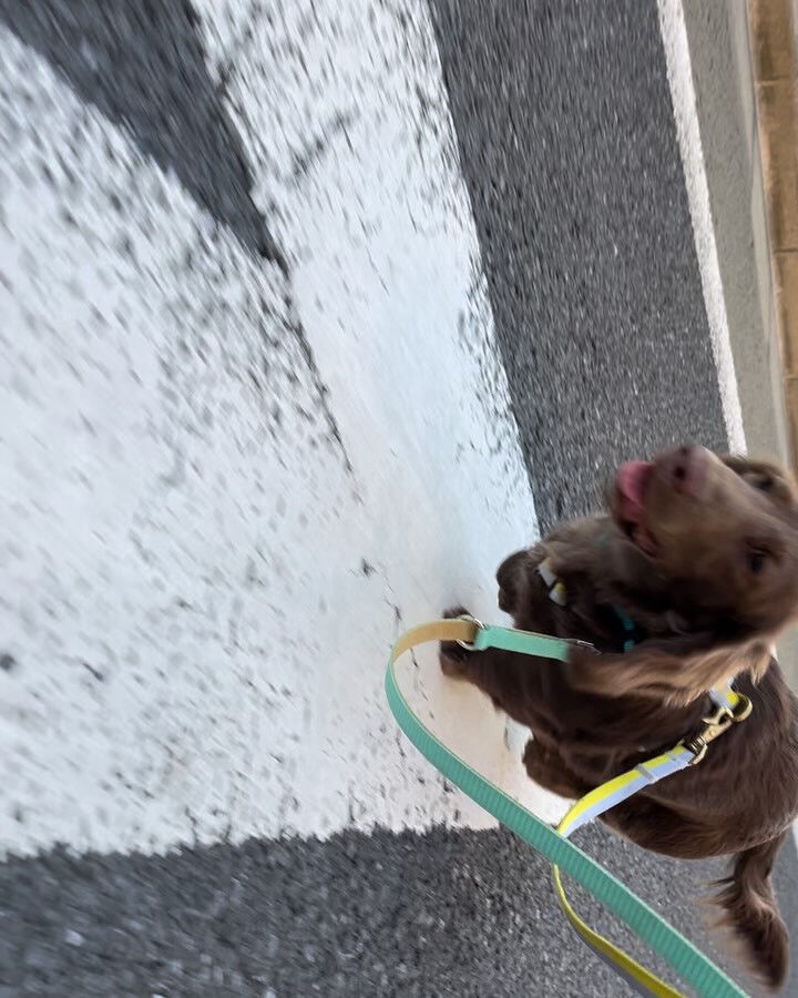 本日の幼稚園、PARKの様子です🐶💕