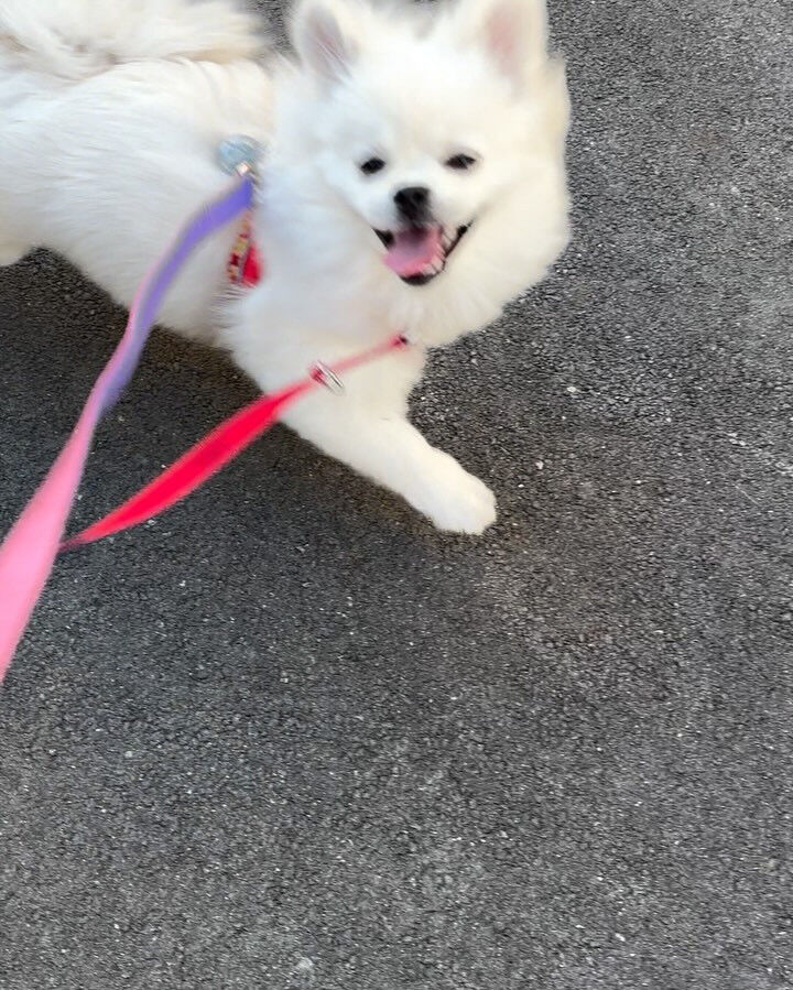 本日の幼稚園、PARKの様子です🐶💕