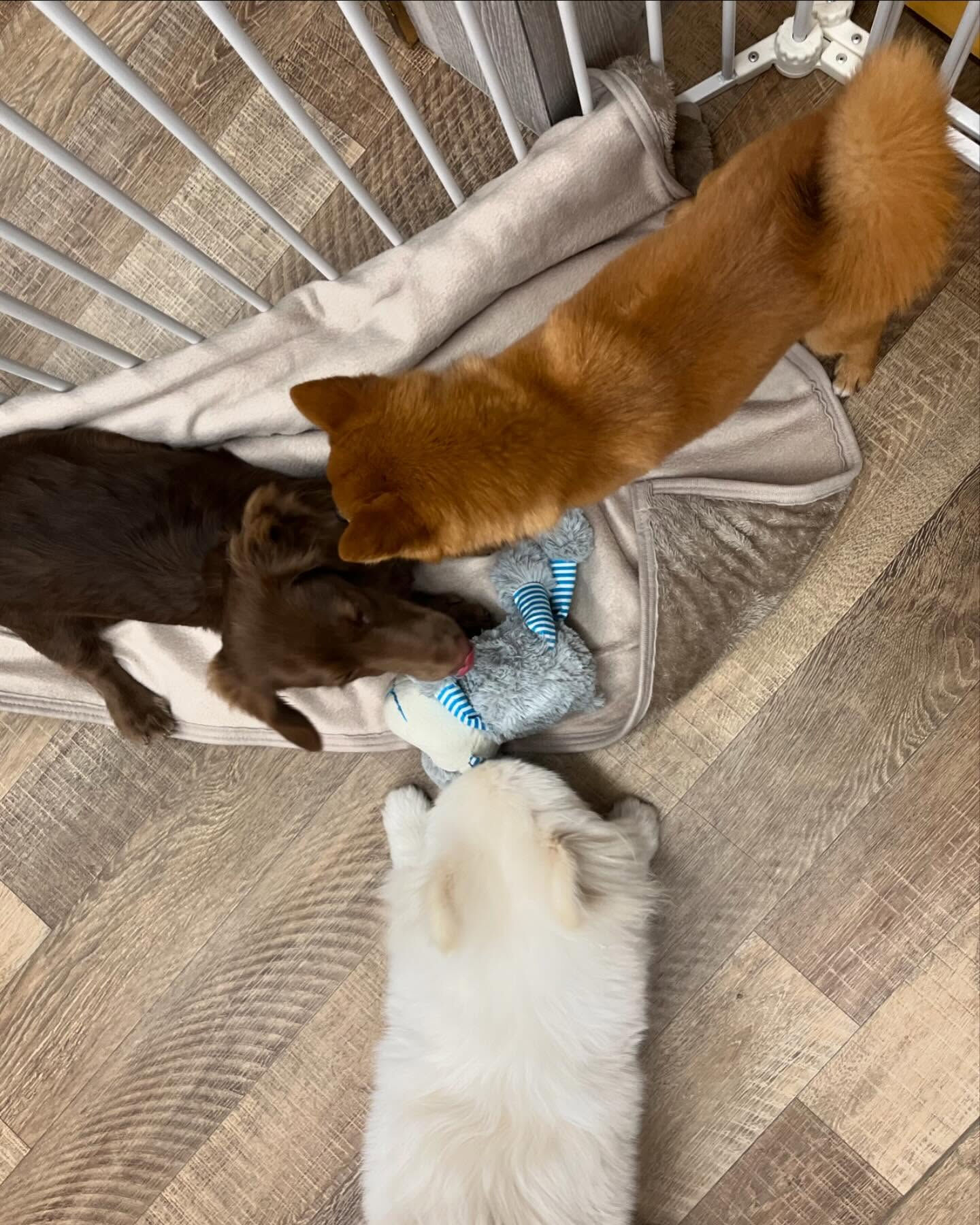 本日の幼稚園、PARKの様子です🐶💕