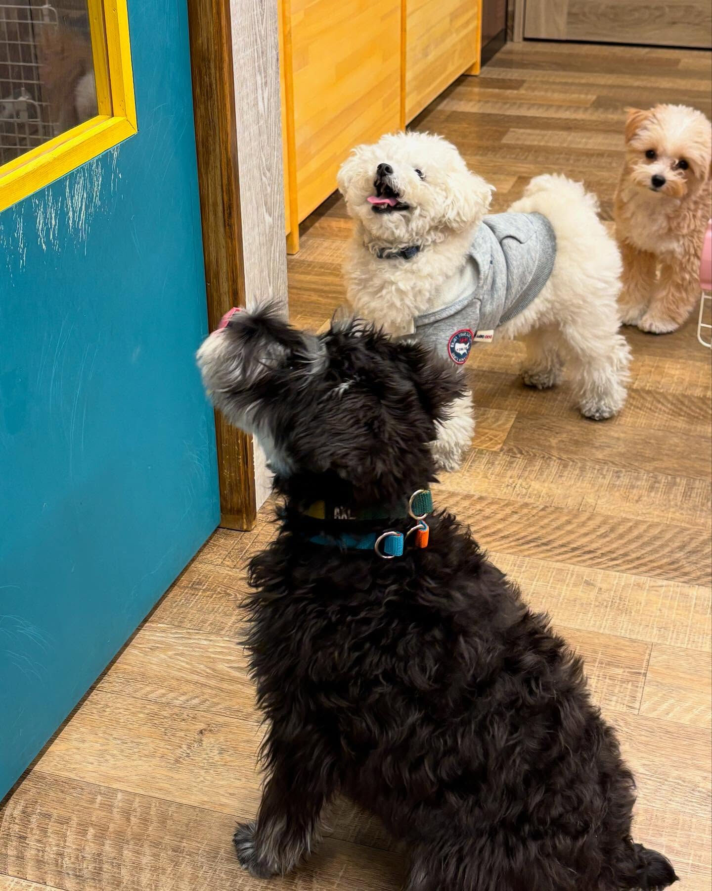 本日の幼稚園、PARKの様子です🐶💕