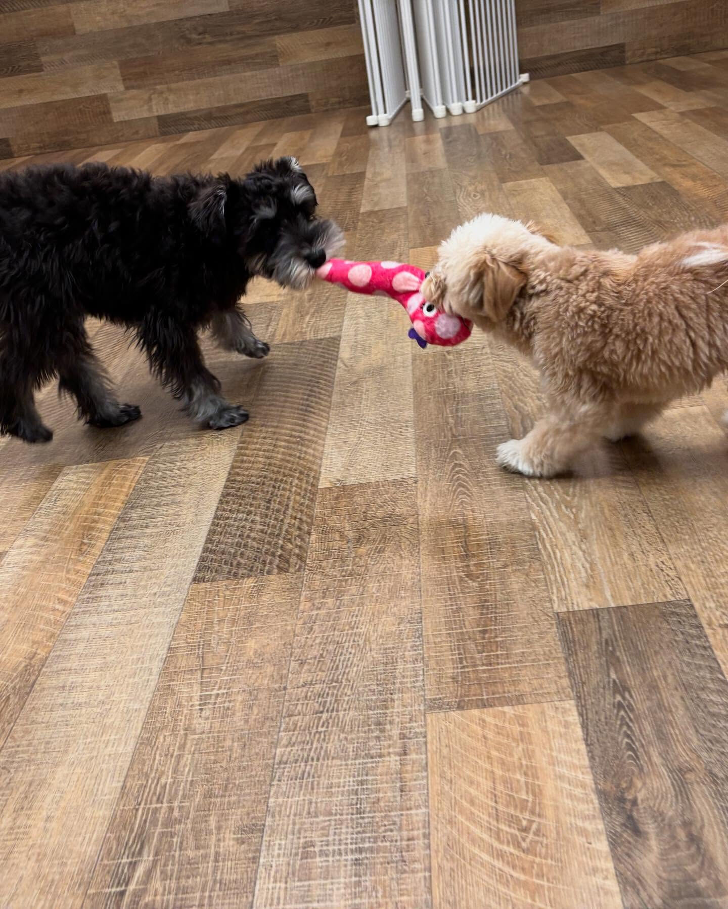 本日の幼稚園、PARKの様子です🐶💕