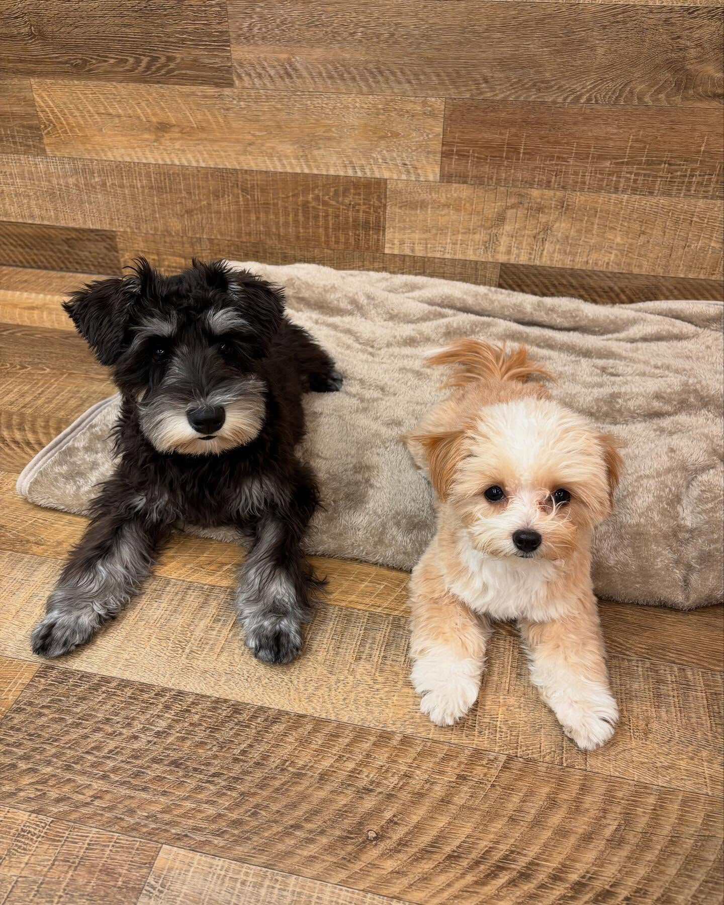 本日の幼稚園、PARKの様子です🐶💕