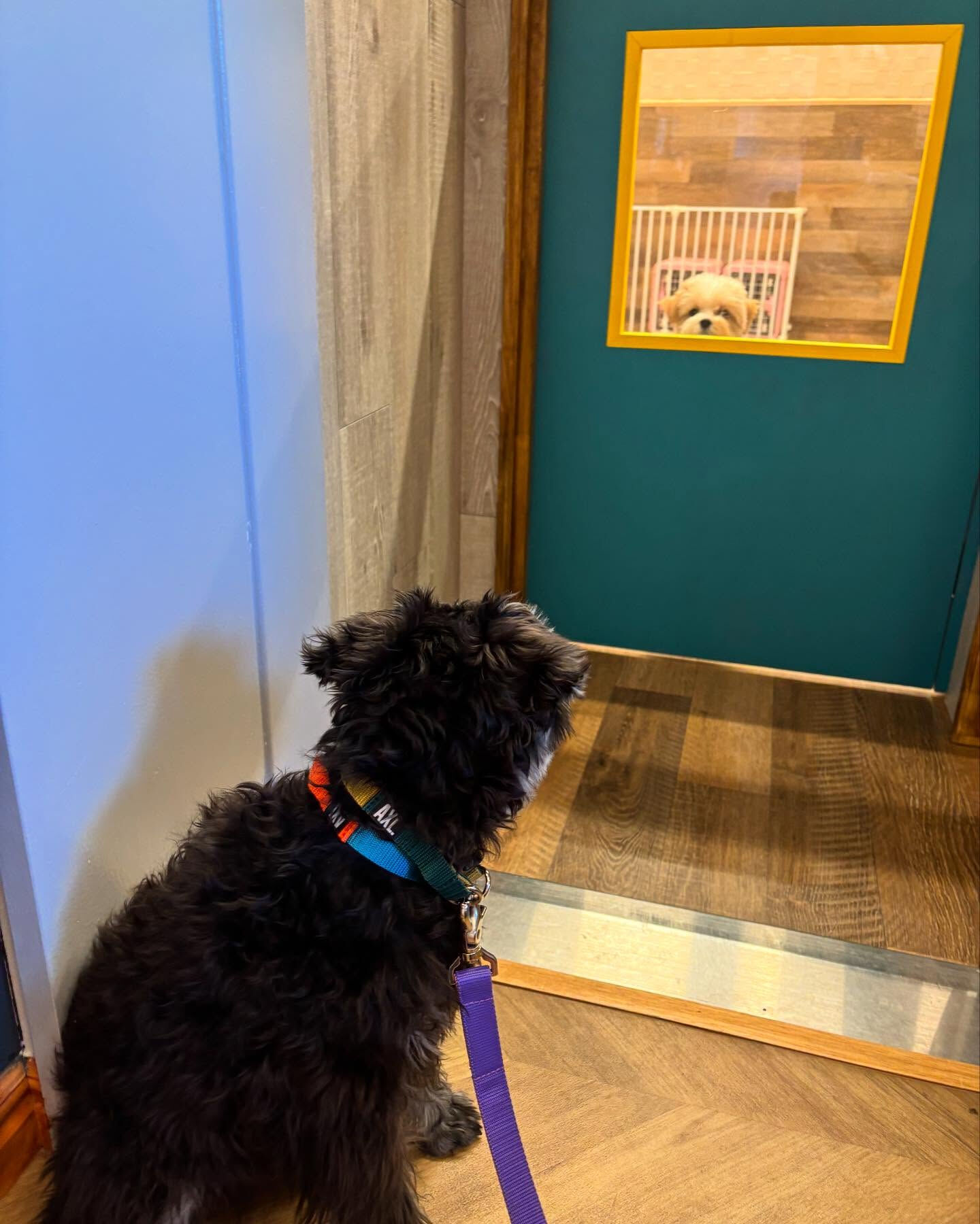 本日の幼稚園、PARKの様子です🐶💕