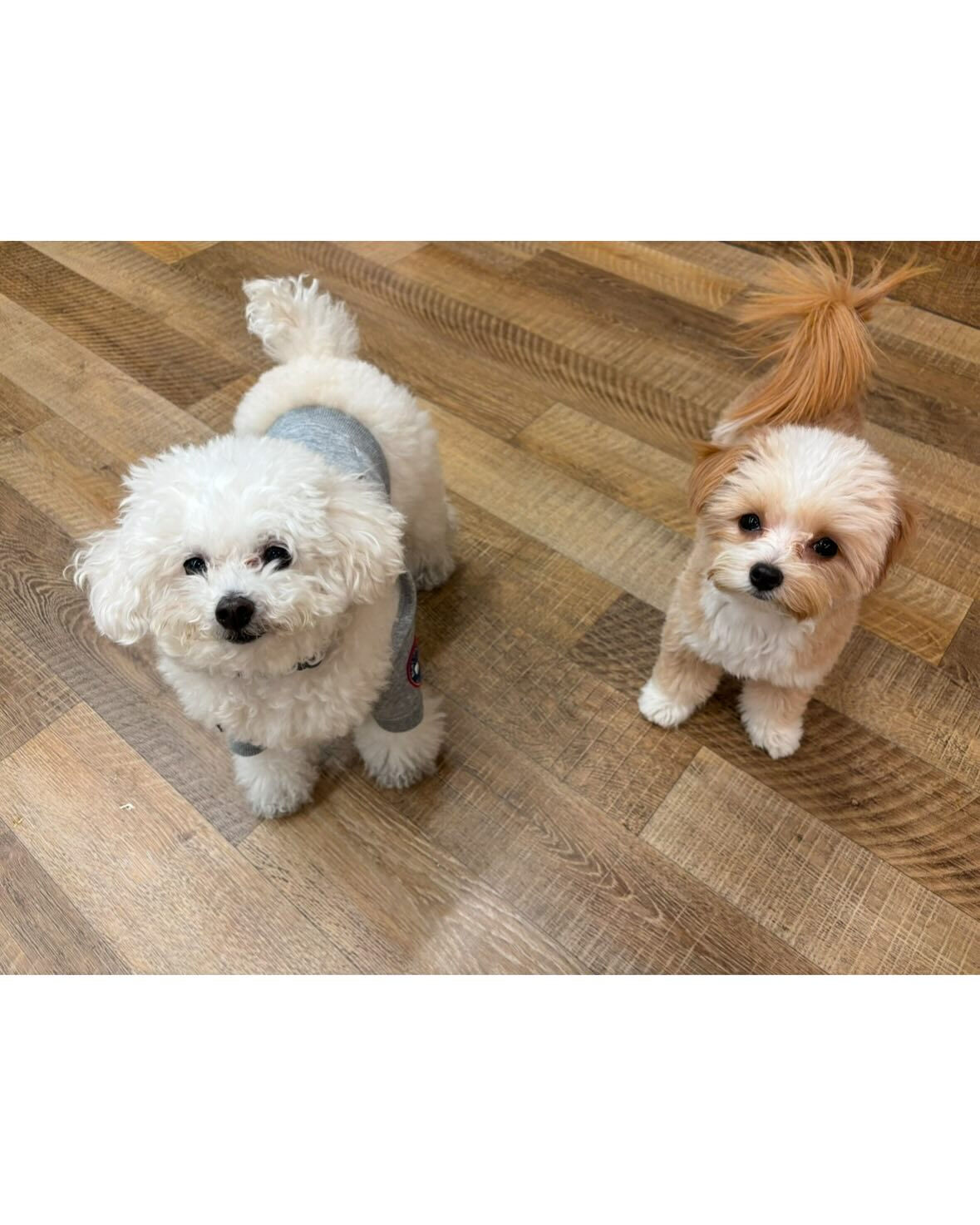 本日の幼稚園、PARKの様子です🐶💕