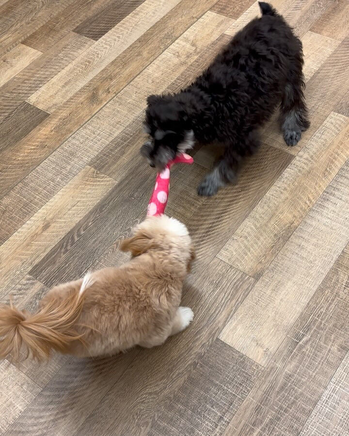 本日の幼稚園、PARKの様子です🐶💕