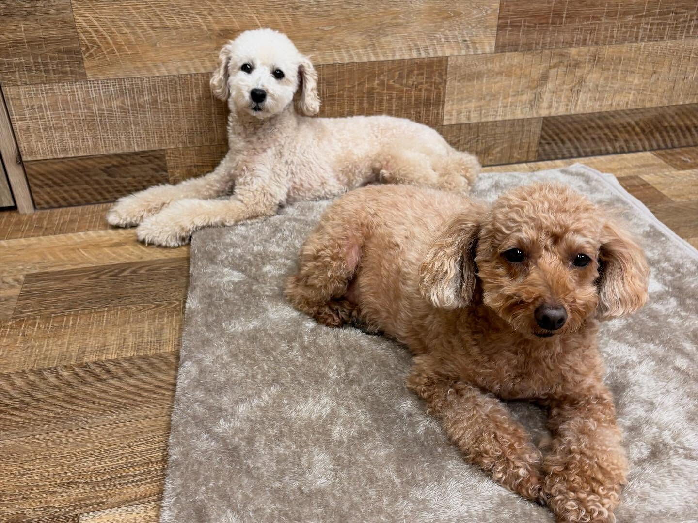 本日もたくさんのご利用ありがとうございました🐶💕