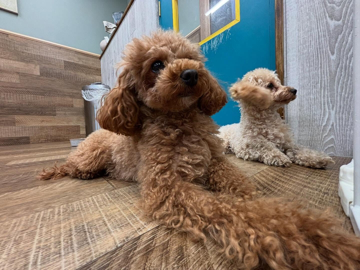 本日もたくさんのご利用ありがとうございました🐶💕