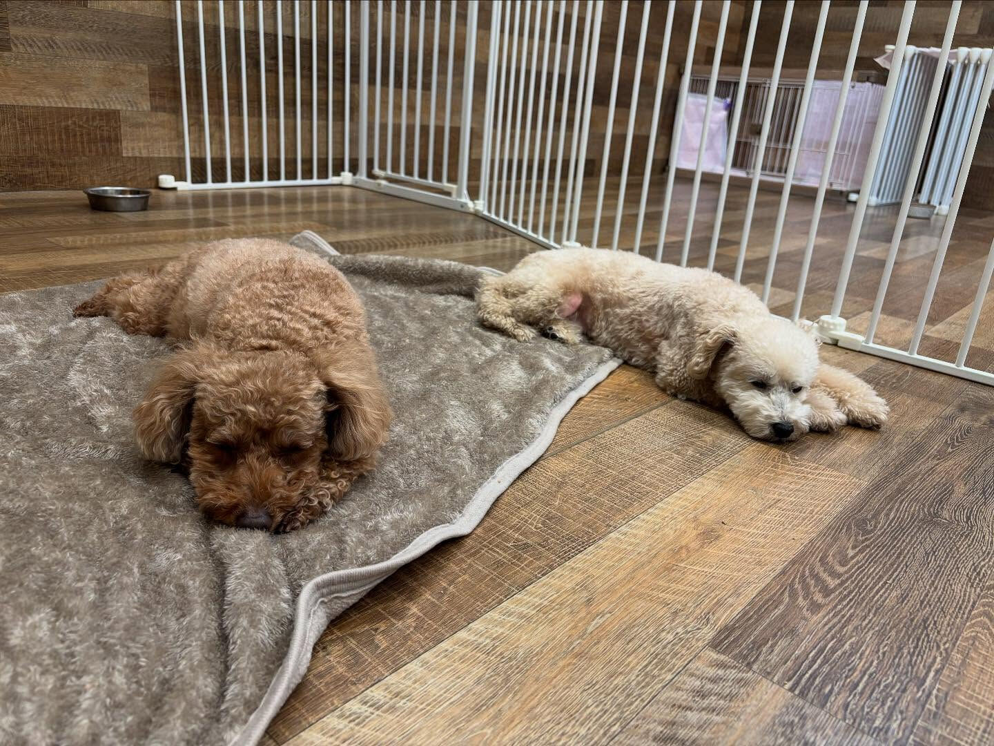本日もたくさんのご利用ありがとうございました🐶💕