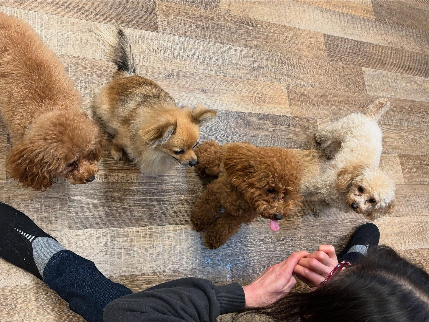 本日もたくさんのご利用ありがとうございました🐶💕