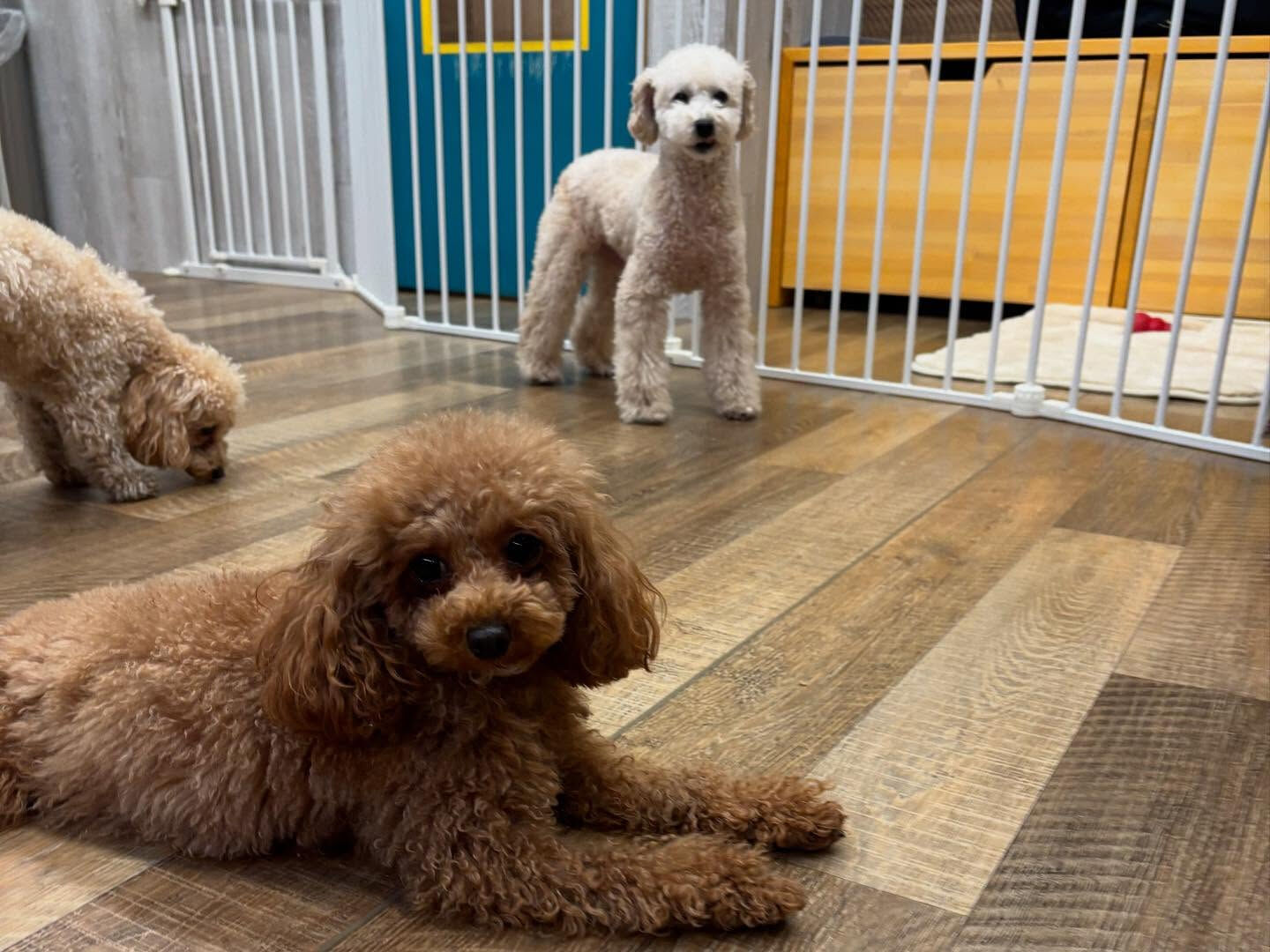 本日もたくさんのご利用ありがとうございました🐶💕
