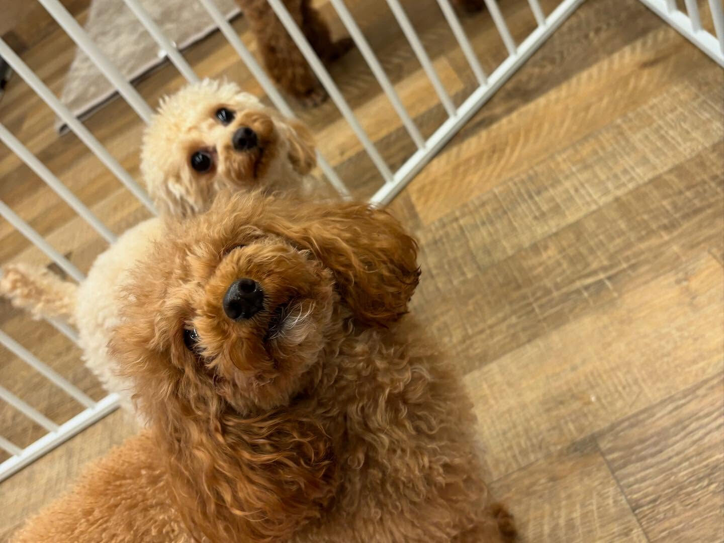 本日もたくさんのご利用ありがとうございました🐶💕