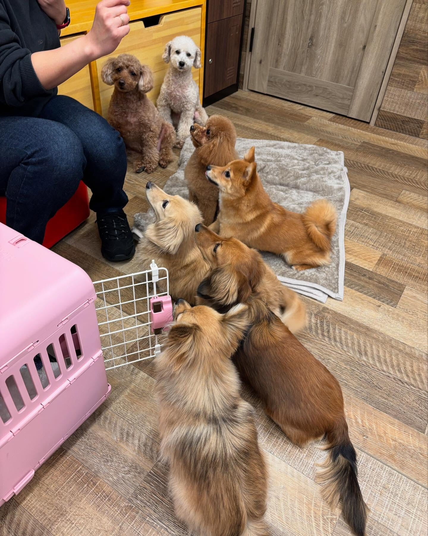 今日もみんなで楽しく過ごしました🐶💕