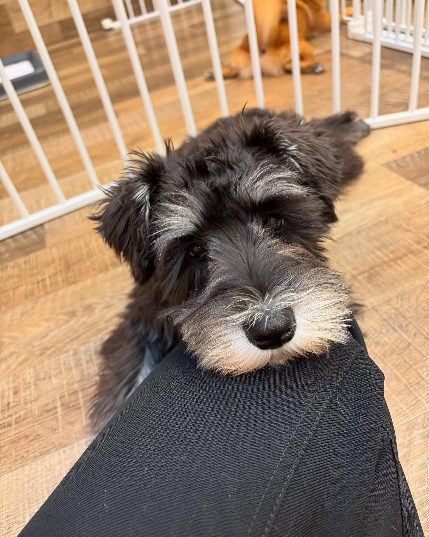 今日もみんなで楽しく過ごしました🐶💕