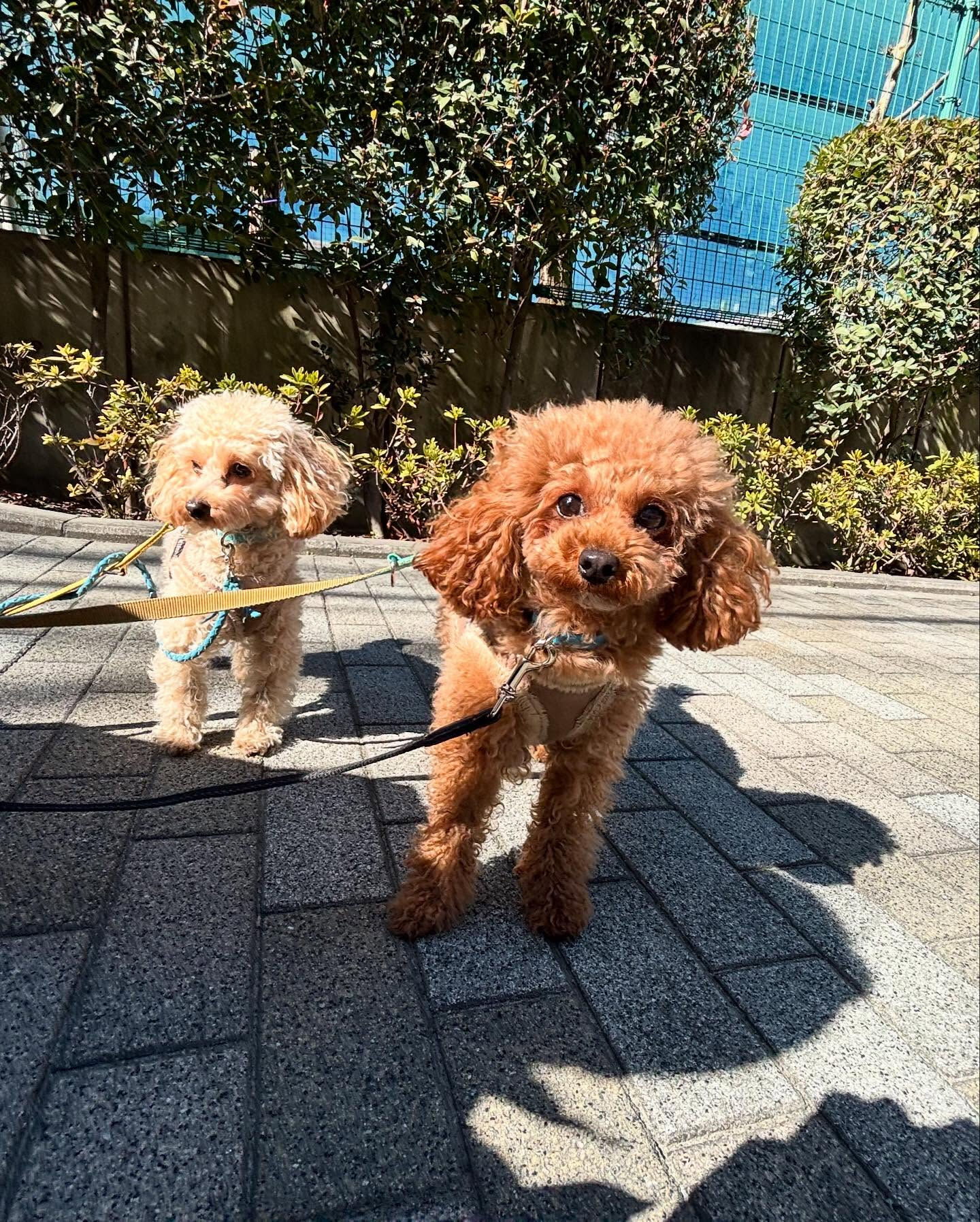 今日もみんなで楽しく過ごしました🐶💕