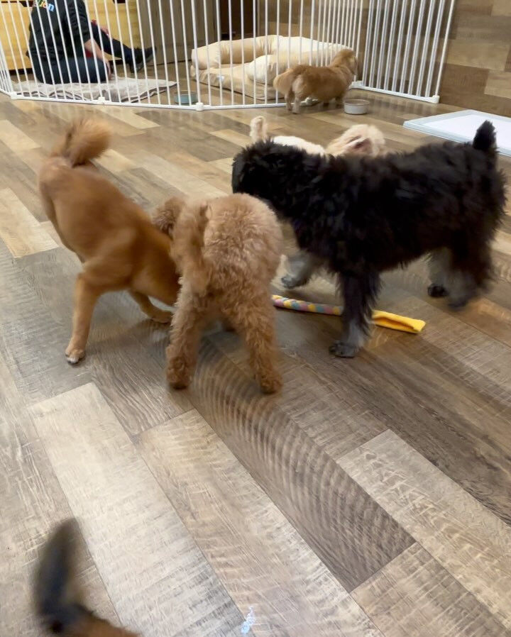 今日もみんなで楽しく過ごしました🐶💕