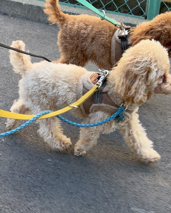 今日もみんなで楽しく過ごしました🐶💕