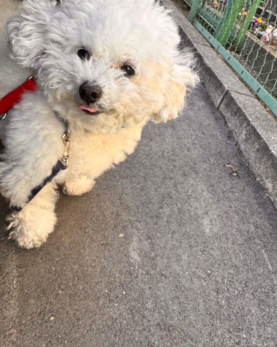今日もみんなで楽しく過ごしました🐶💕