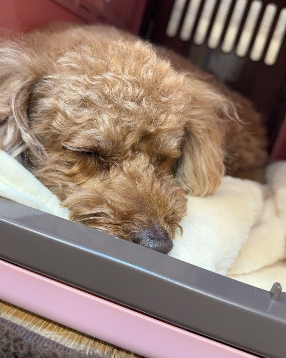 今日もみんなで楽しく過ごしました🐶💕