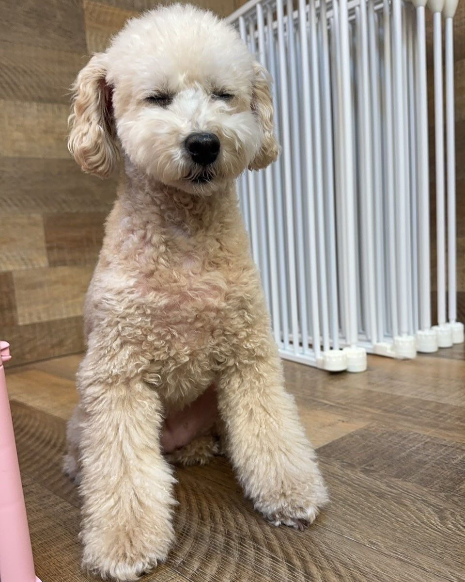 今日もみんなで楽しく過ごしました🐶💕