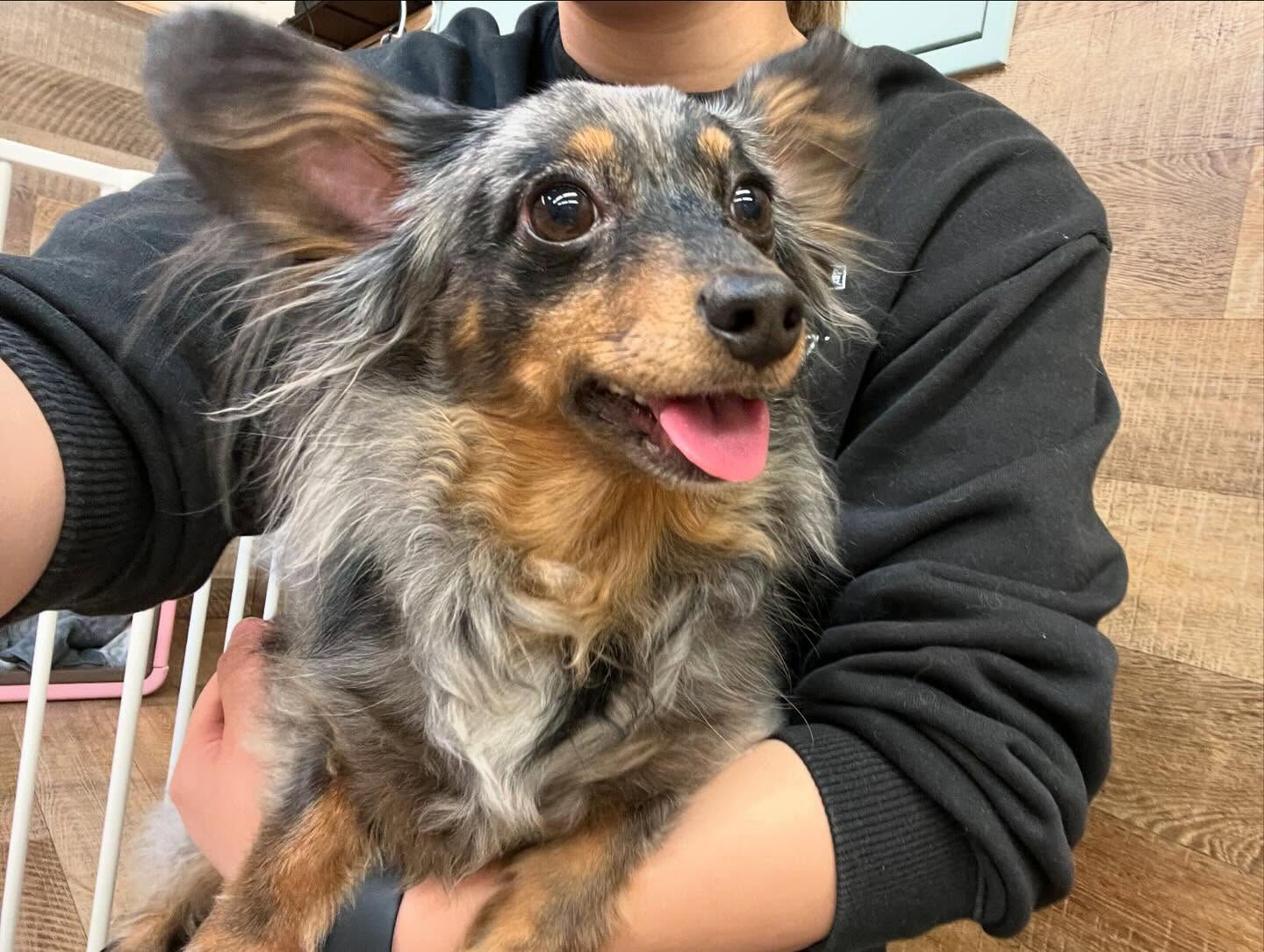 今日もみんなで楽しく過ごしました🐶💕
