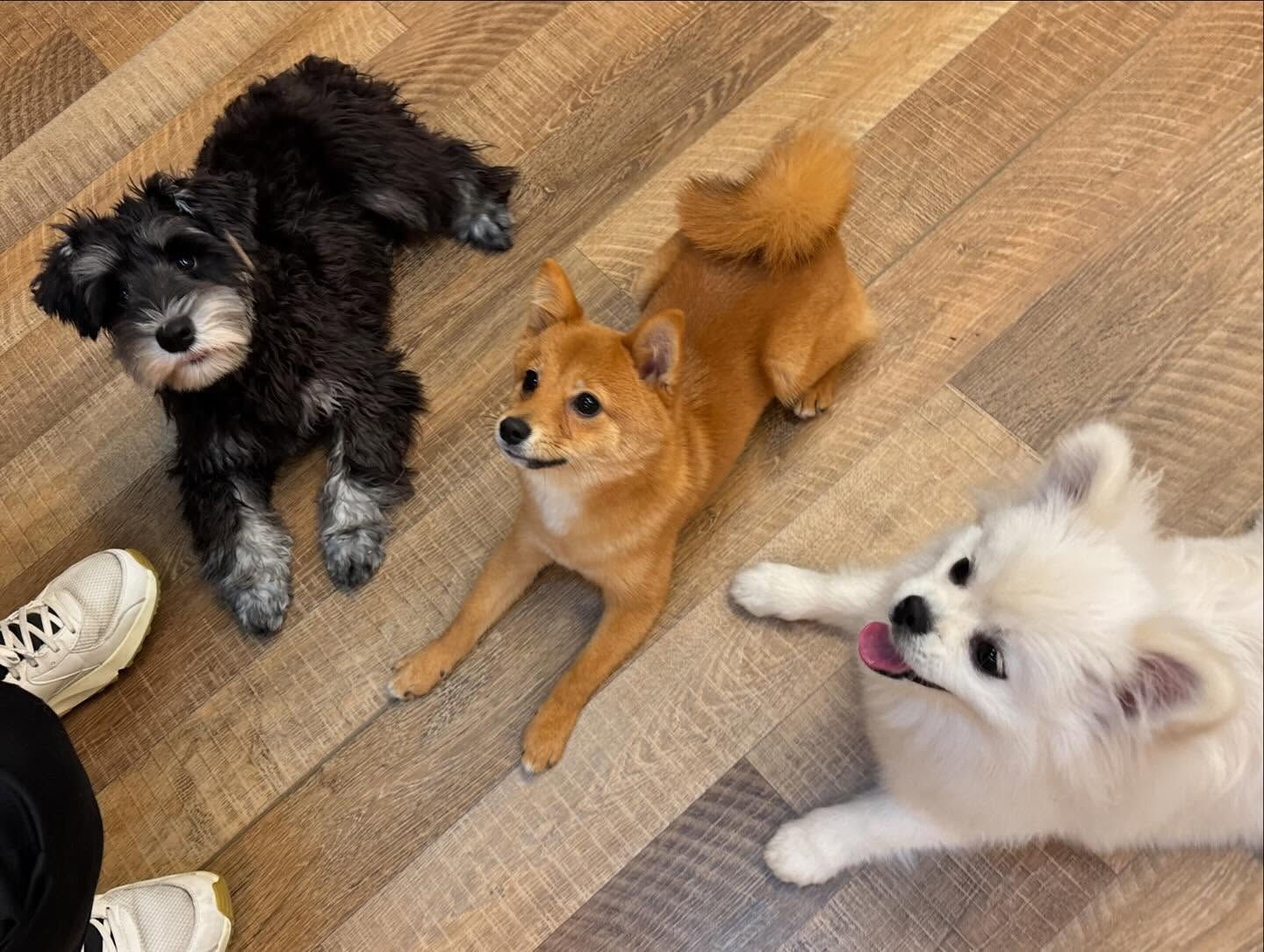 今日もみんなで楽しく過ごしました🐶💕