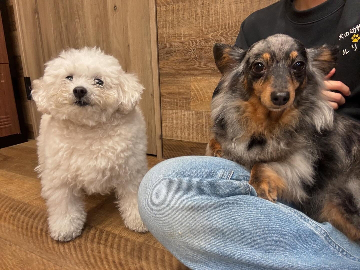 今日もみんなで楽しく過ごしました🐶💕