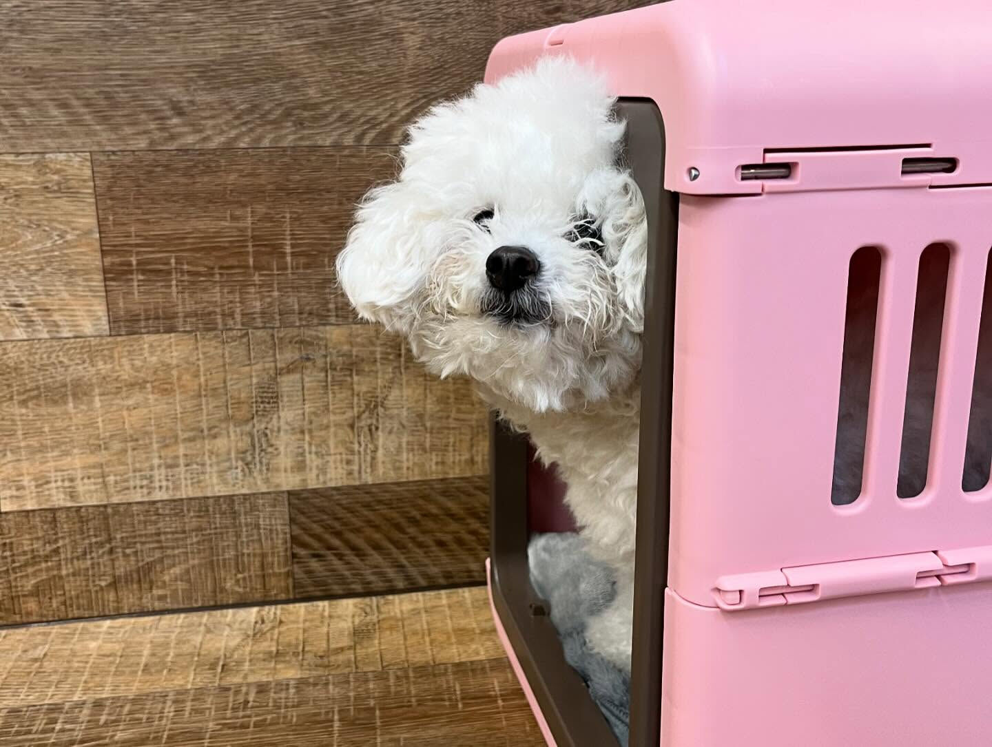 今日もみんなで楽しく過ごしました🐶💕