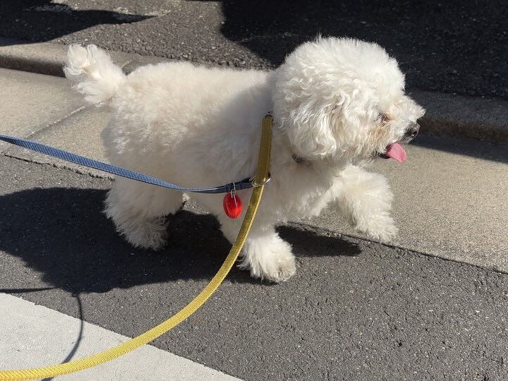 今日もみんなで楽しく過ごしました🐶💕