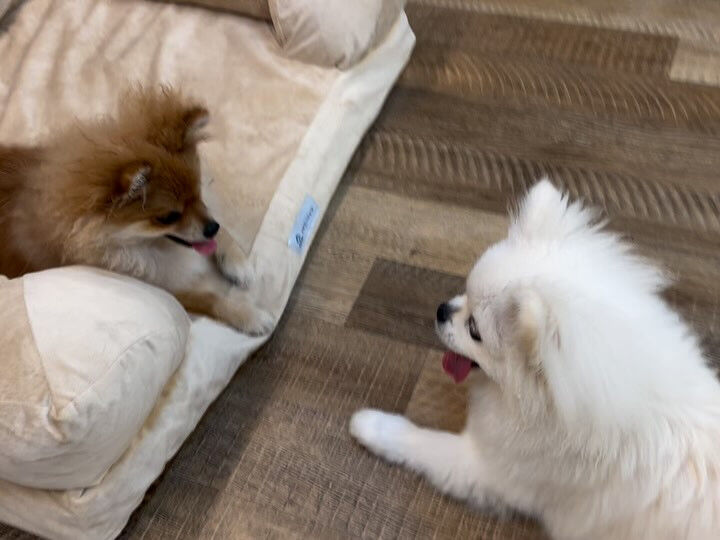 今日もみんなで楽しく過ごしました🐶💕