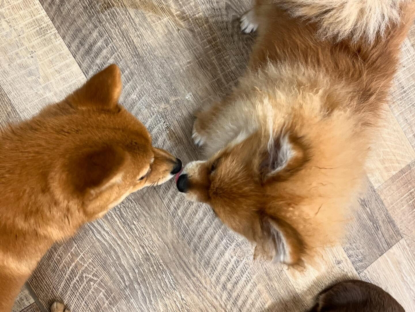 今日もみんなで楽しく過ごしました🐶💕