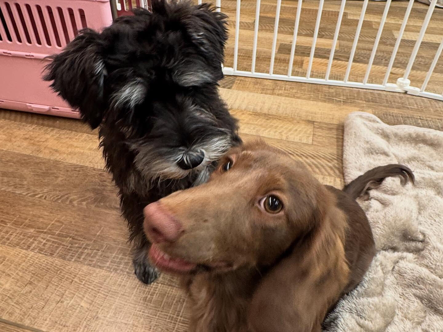 本日の幼稚園、PARKの様子です🐶💕
