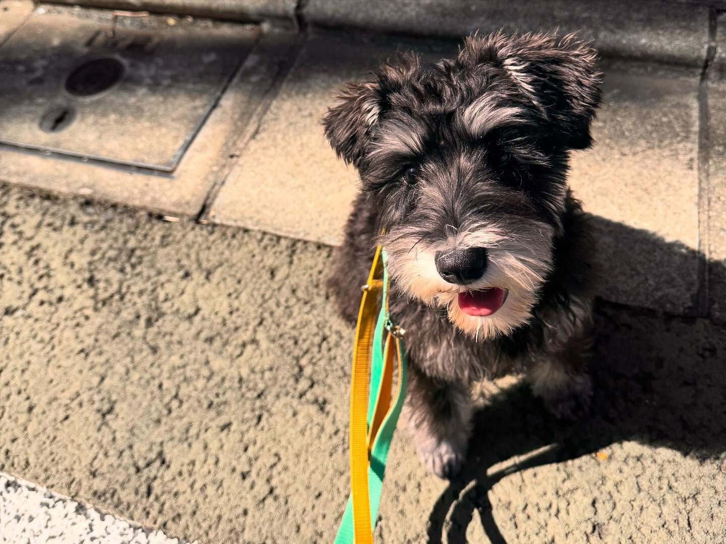 本日の幼稚園、PARKの様子です🐶💕