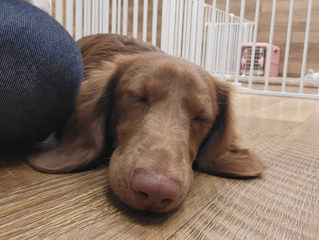 本日の幼稚園、PARKの様子です🐶💕