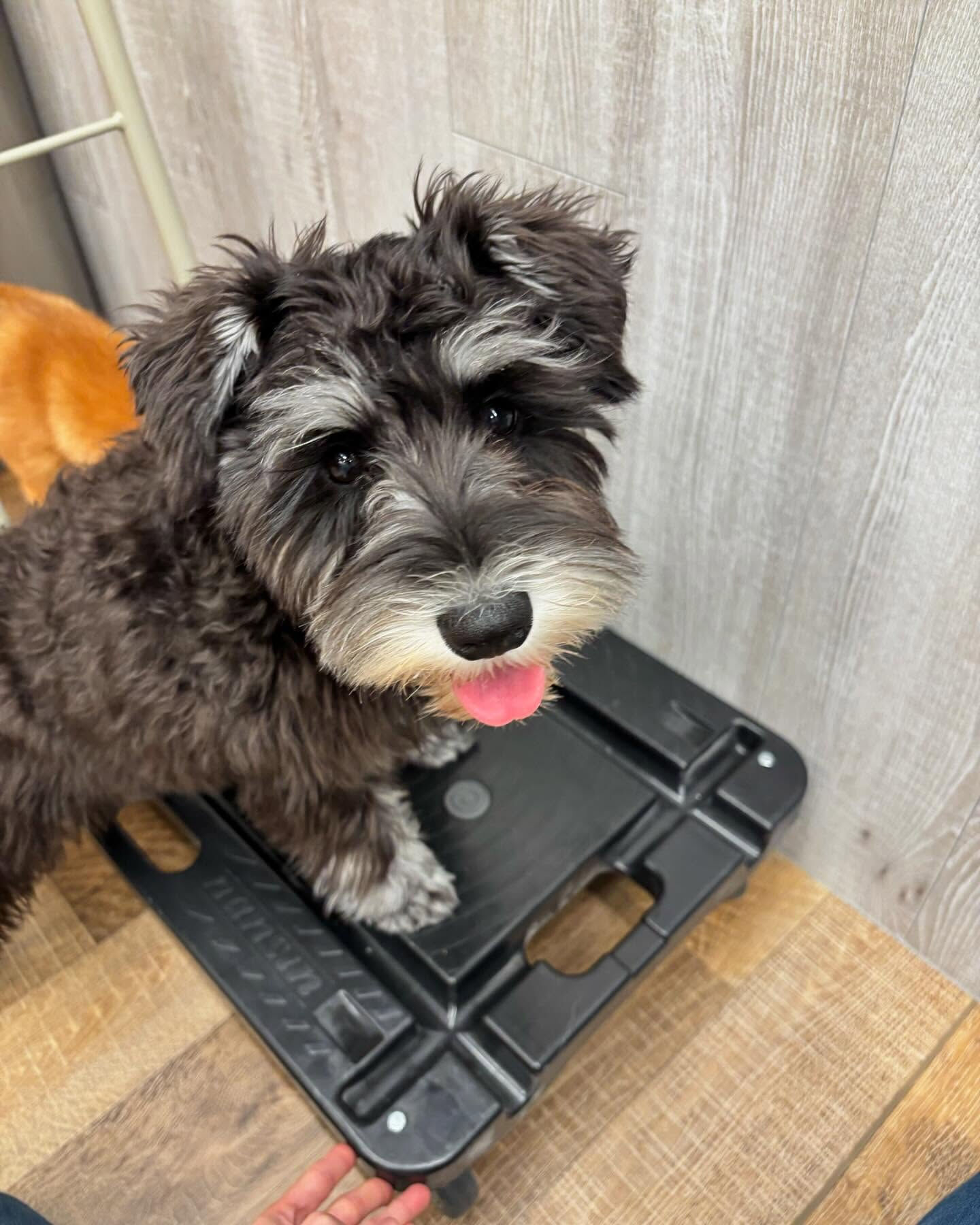 本日の幼稚園、PARKの様子です🐶💕