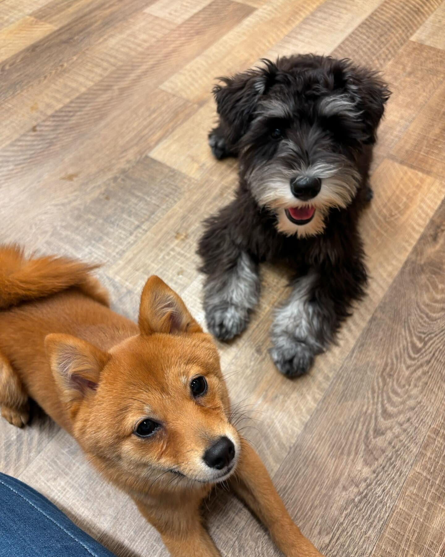 本日の幼稚園、PARKの様子です🐶💕