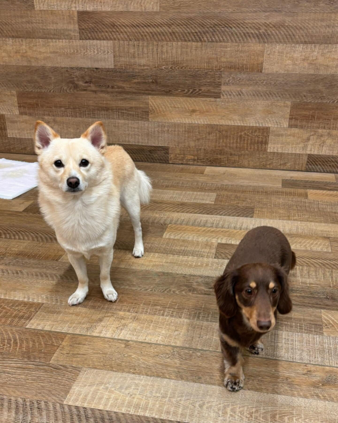 本日の幼稚園、PARKの様子です🐶💕