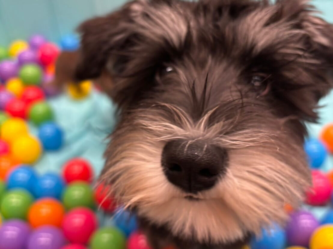 本日の幼稚園、PARKの様子です🐶💕