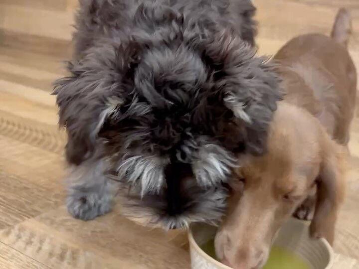 本日の幼稚園、PARKの様子です🐶💕