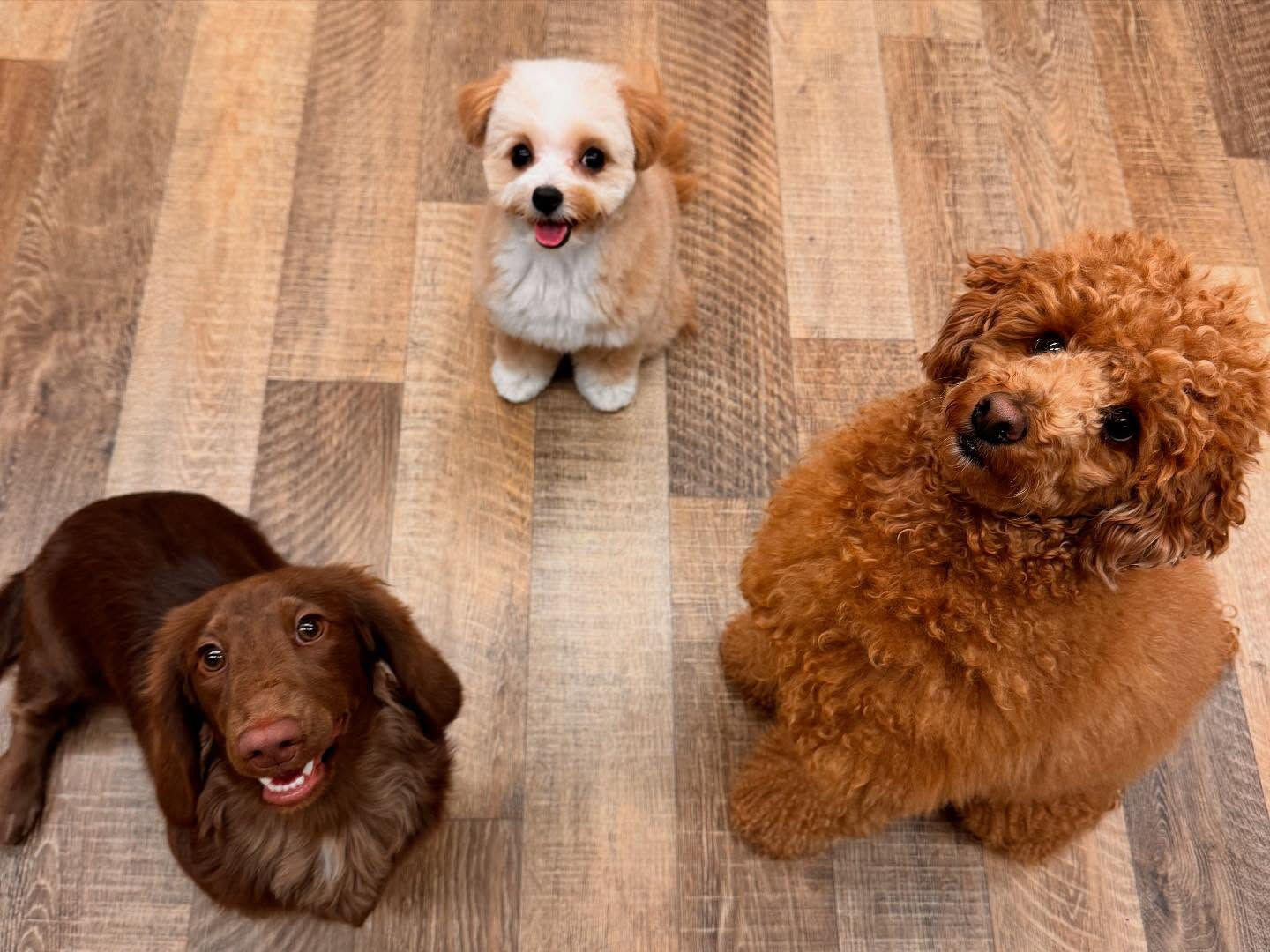 本日の幼稚園、PARKの様子です🐶💕