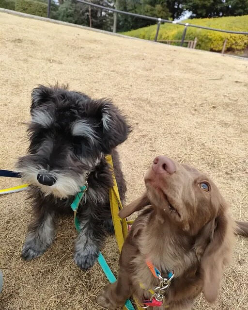 本日の幼稚園、PARKの様子です🐶💕