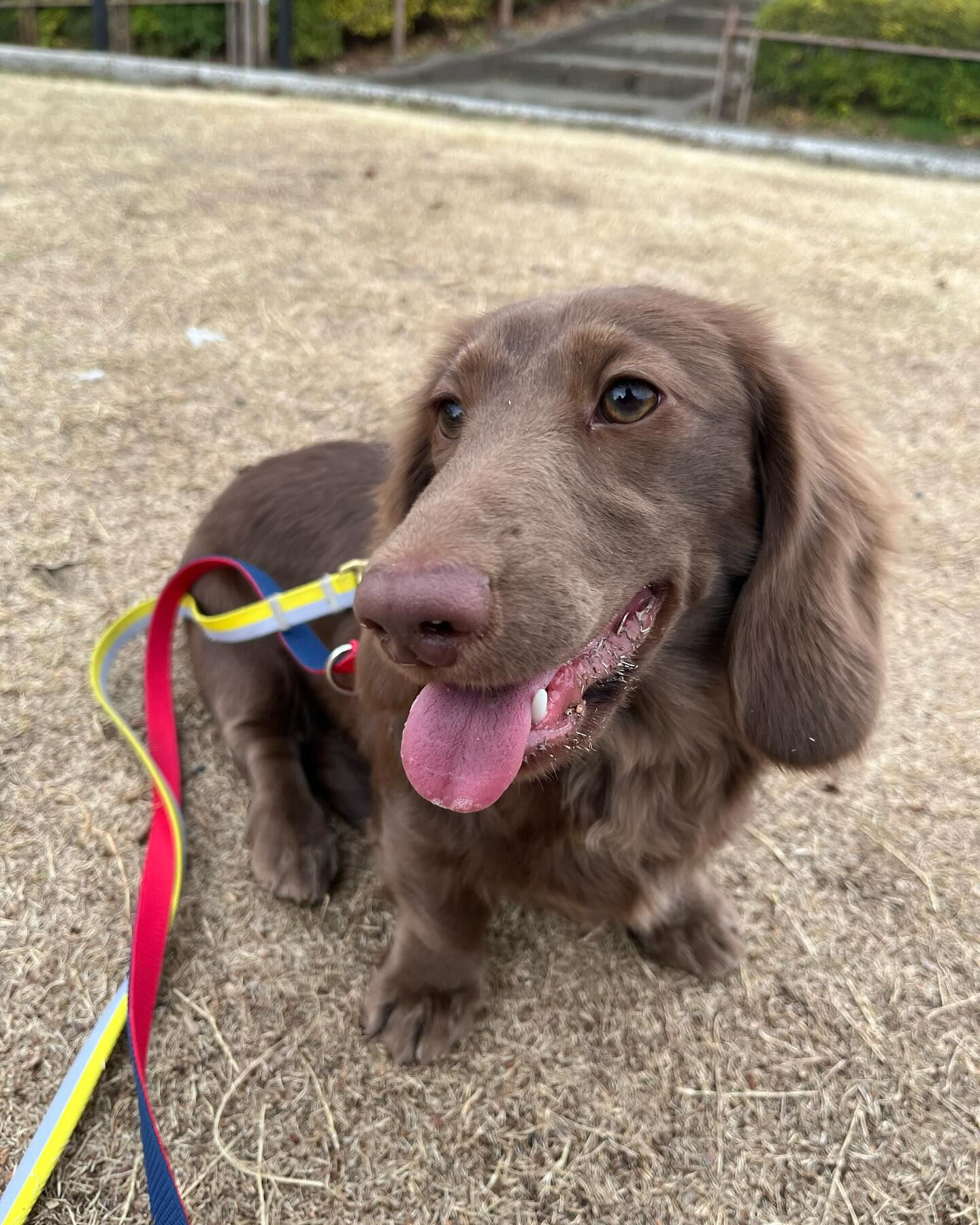 本日の幼稚園、PARKの様子です🐶💕