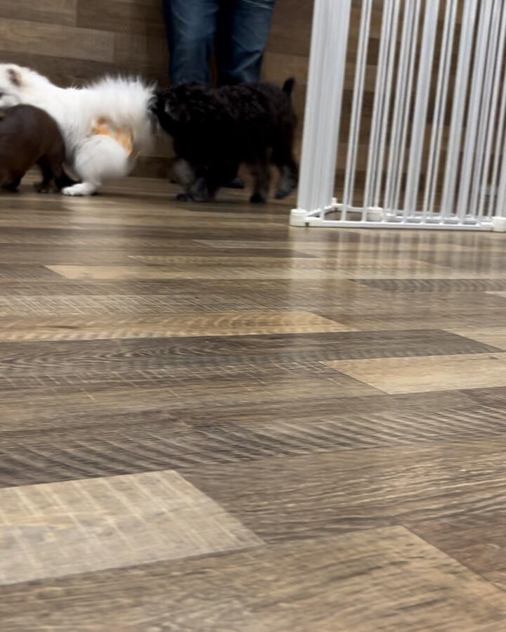 本日の幼稚園、PARKの様子です🐶💕
