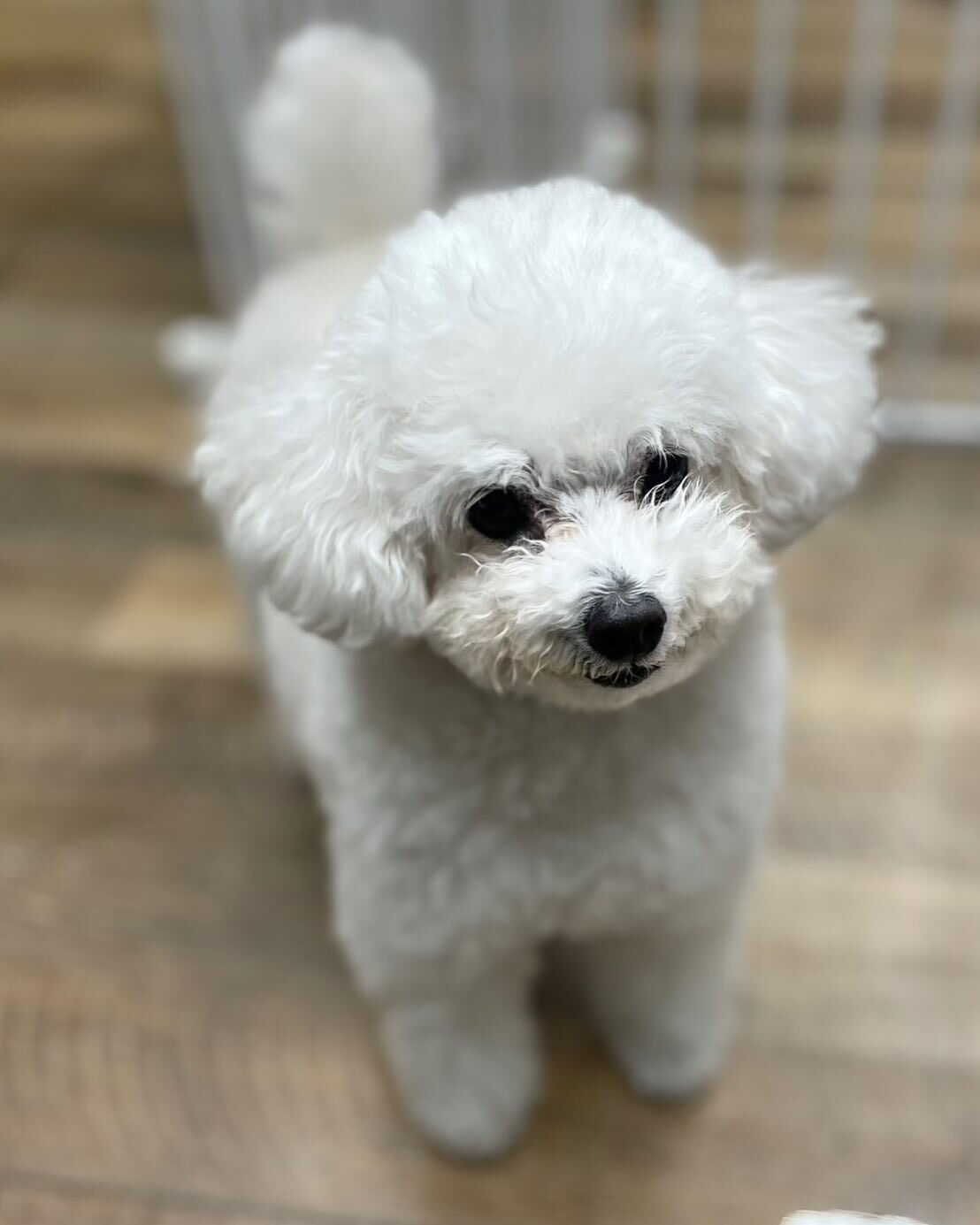 本日の幼稚園、PARKの様子です🐶💕
