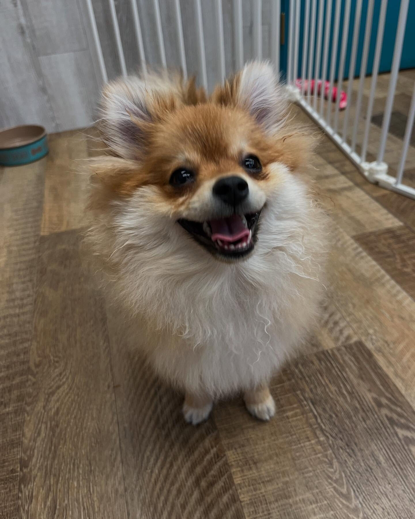 本日のホテル、幼稚園、PARKの様子です🐶