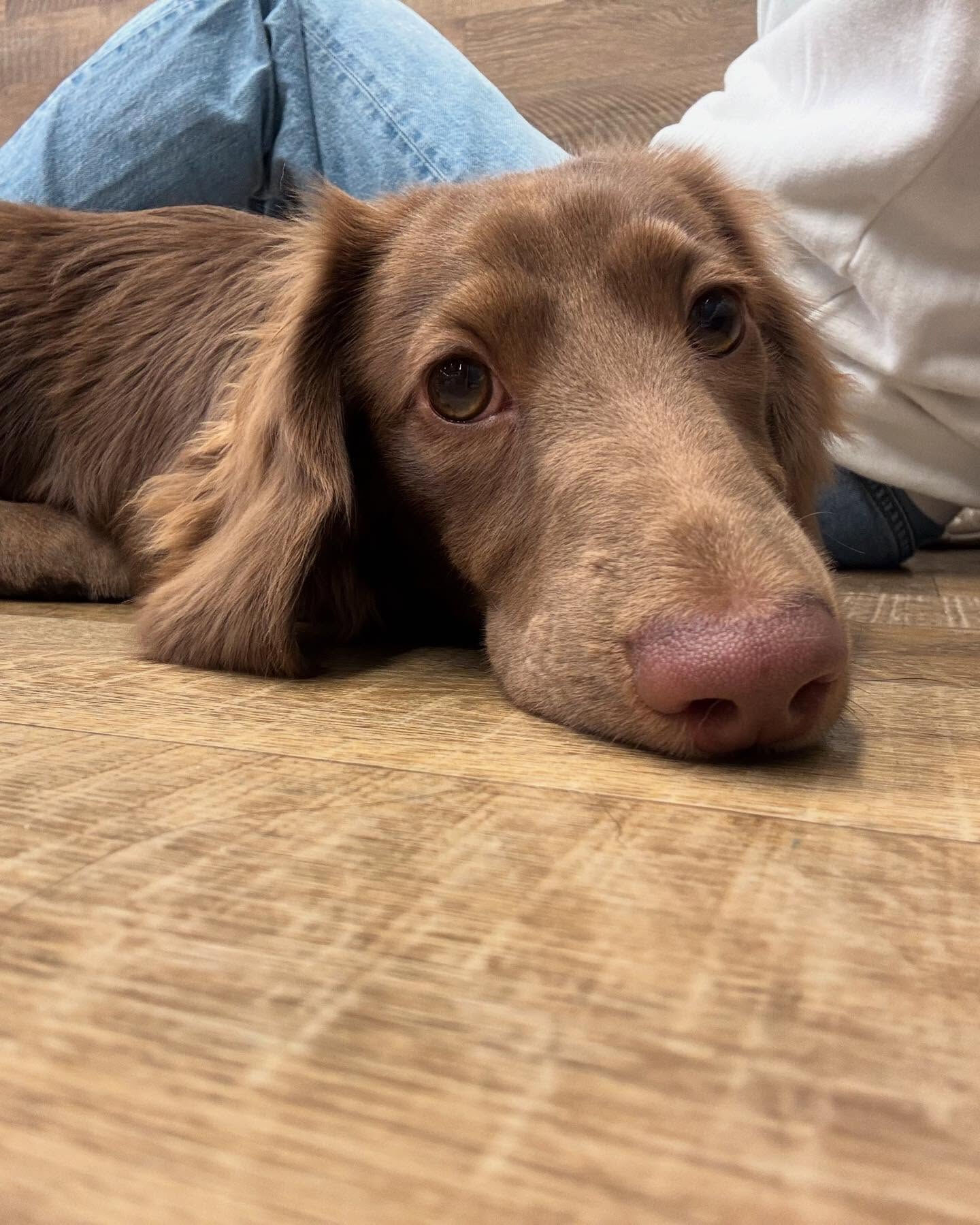 本日のホテル、幼稚園、PARKの様子です🐶
