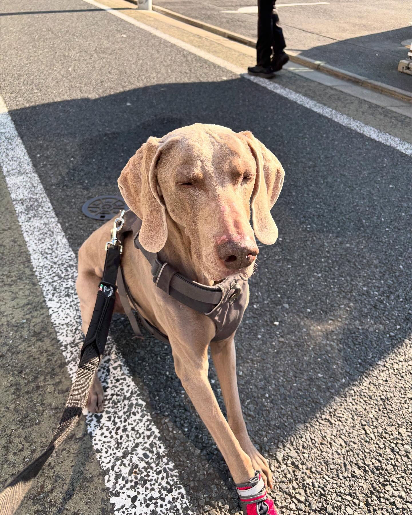 本日のホテル、幼稚園、PARKの様子です🐶