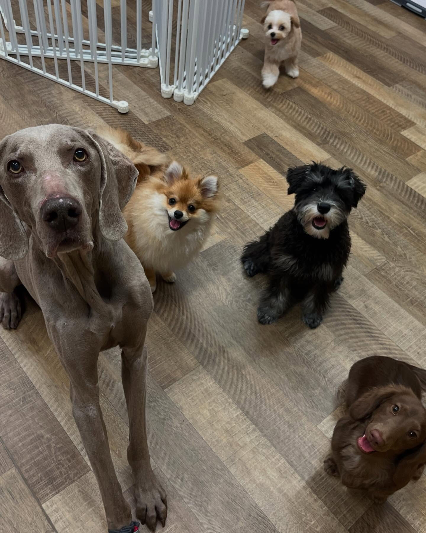 本日のホテル、幼稚園、PARKの様子です🐶