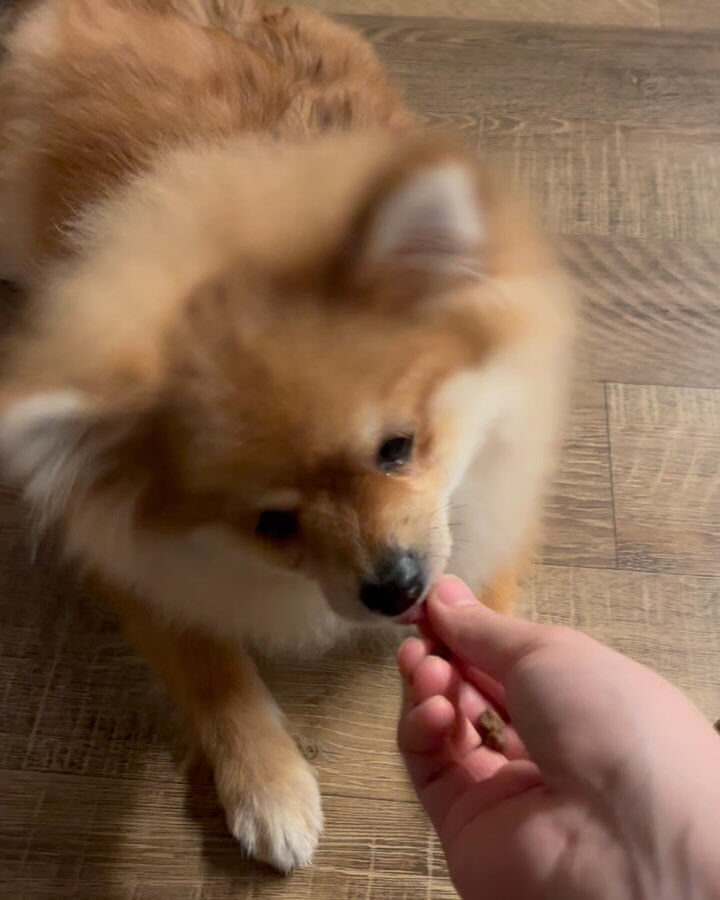 本日のホテル、幼稚園、PARKの様子です🐶