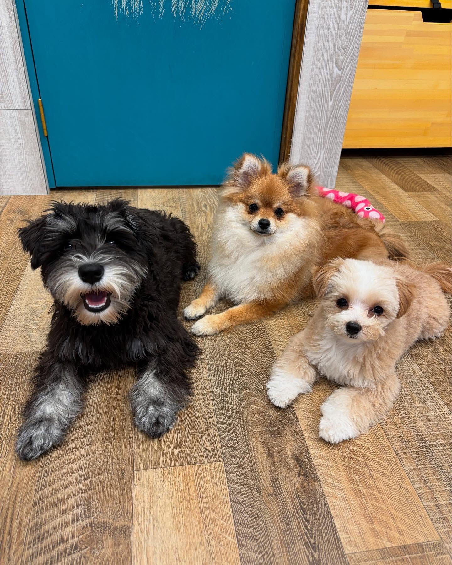本日のホテル、幼稚園、PARKの様子です🐶