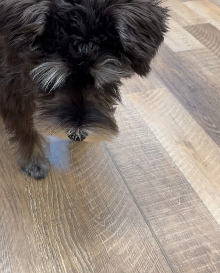 本日の幼稚園、PARKの様子です🐶